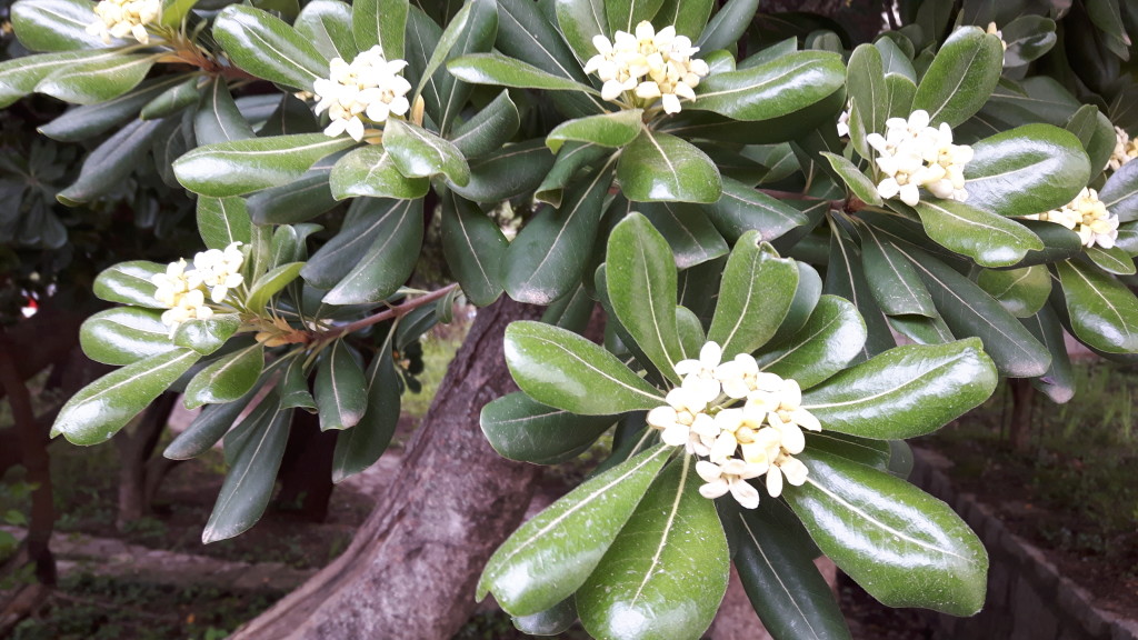 Die Orangenblüten erfüllen die Luft mit einem süssen Parfüm.