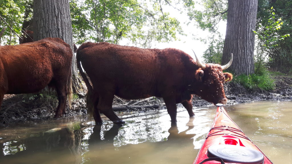 Neugierige Luing-Kuh