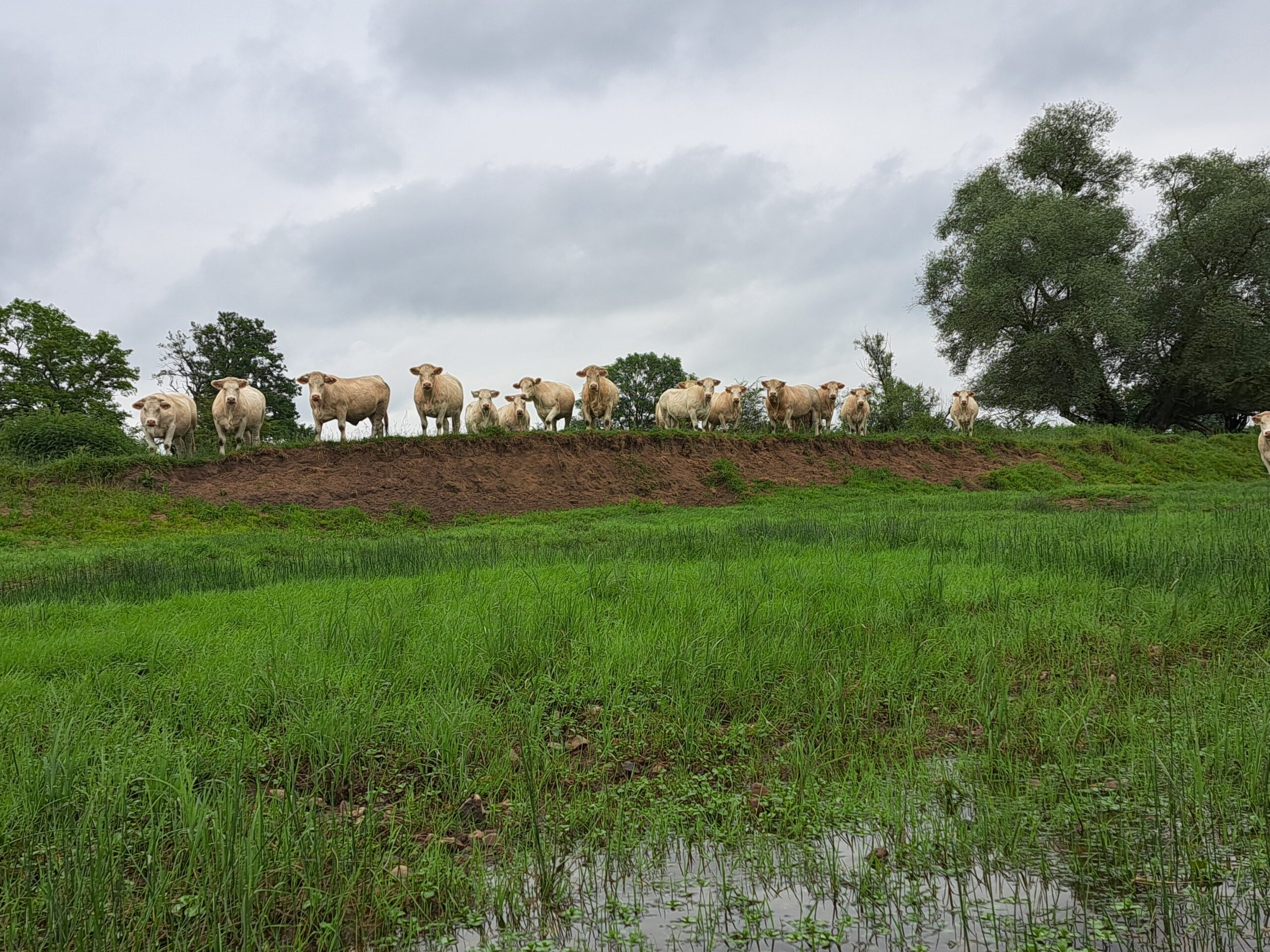 Täglich bestaunten uns Kühe der französischen Rasse Charolais vom Ufer aus. Sie wunderten sich, dass man den Fluss in farbigen Seakajaks paddeln kann.