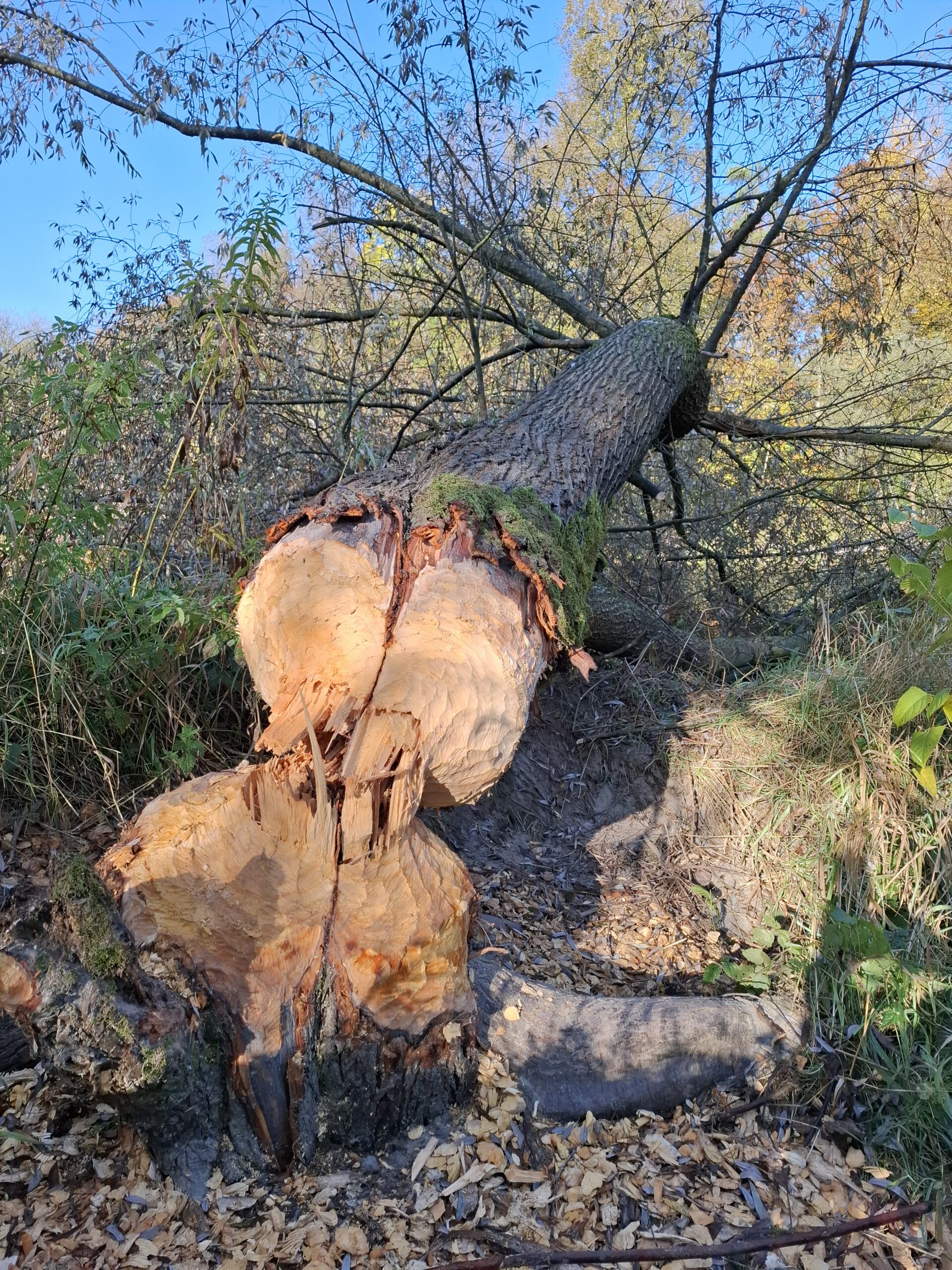 Hier ist das Werk der Biber zu bestaunen: Sie haben erst kürzlich eine Weide mit einen Stammdurchmesser von 60 cm gefällt. 