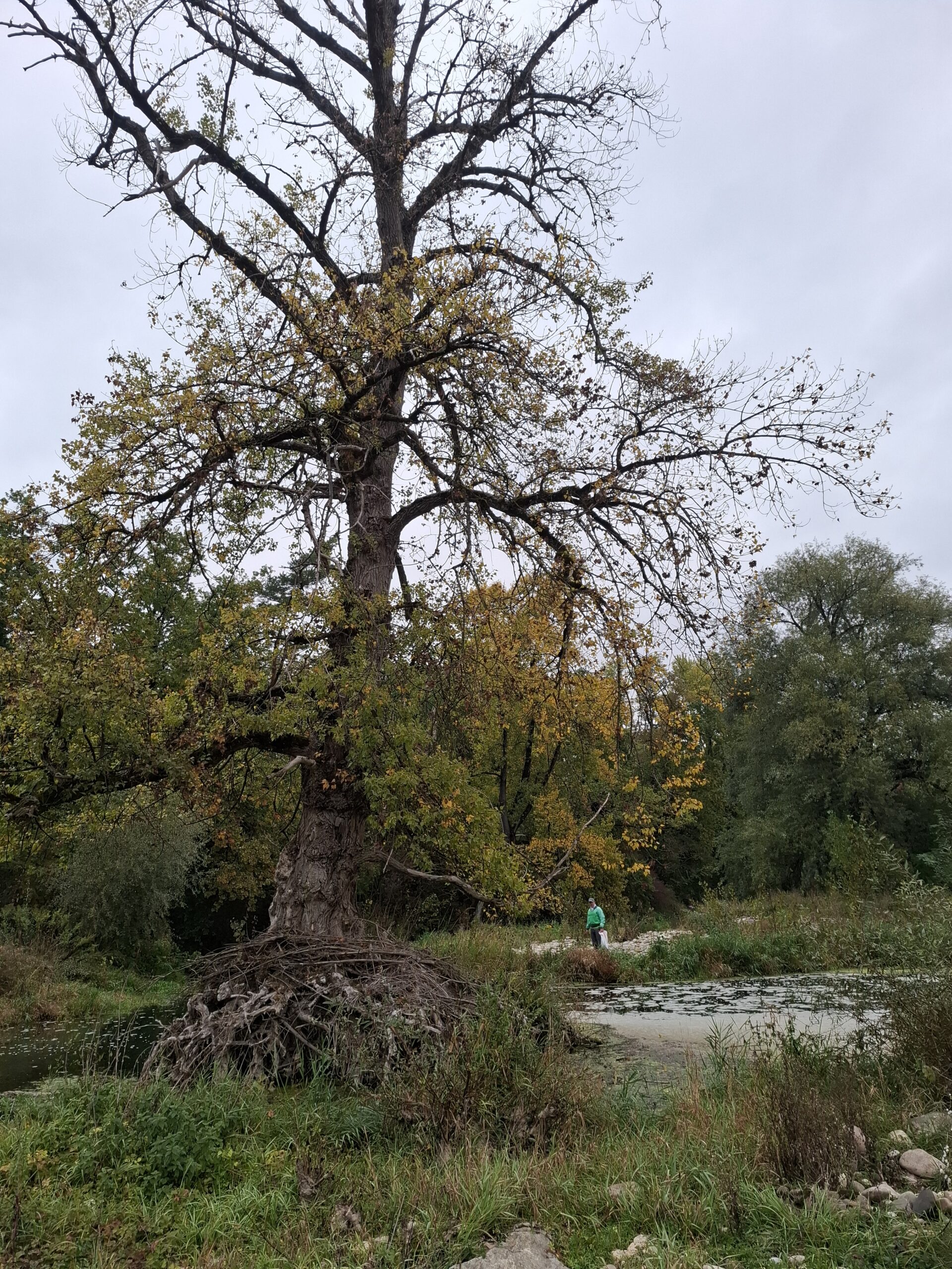 In unberührter Natur auf der Aare-Insel in der Nähe des Fischerhauses wurden Abfälle jeder Art aufgelesen, vor allem Büchsen von Getränken aller Art.
